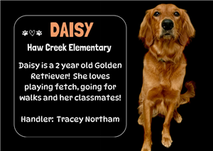 daisy